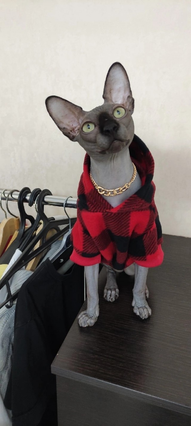 Спасение лысой  кошки