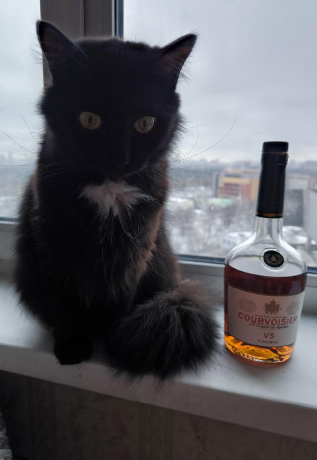 Котовторник