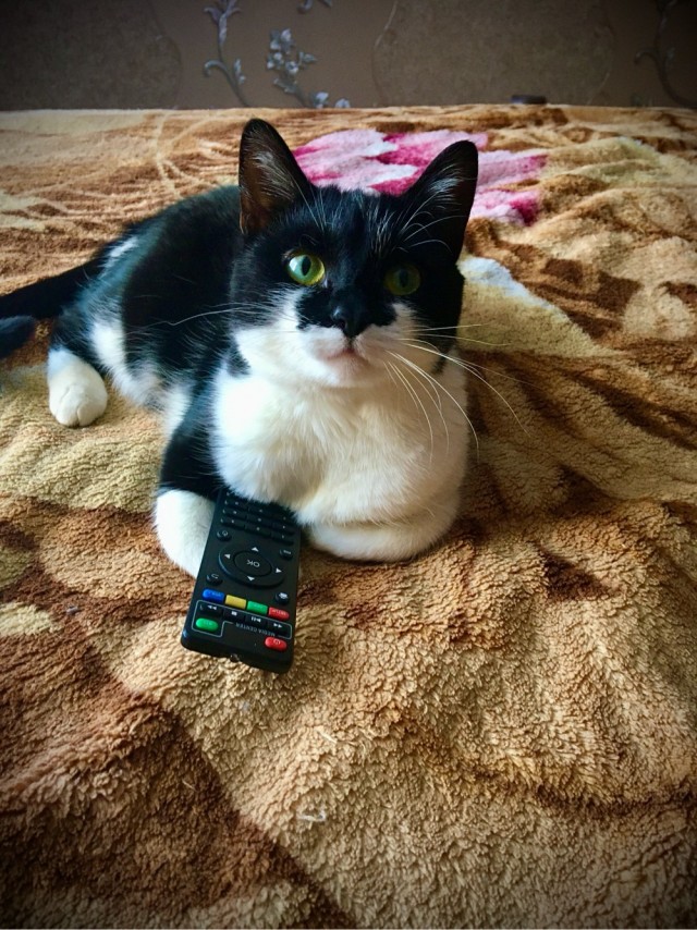 Коты, которые смирились со своей участью