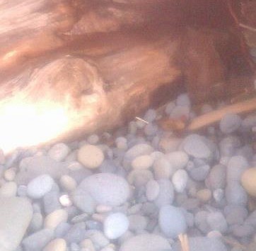 Заглянул под бревно, гуляя по пляжу, а там...