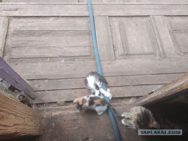 Жизнь домашнего приюта для котеек 547