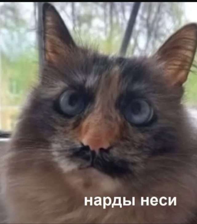 Так себе картинки 07.08.25