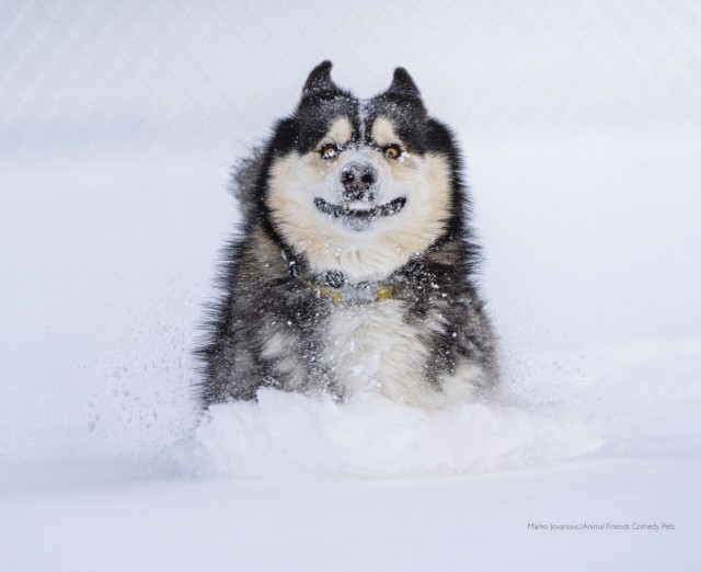 Самые смешные собаки-улыбаки за всю историю конкурса Comedy Pet Photography Awards