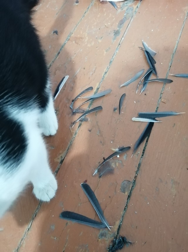 Про котофеек