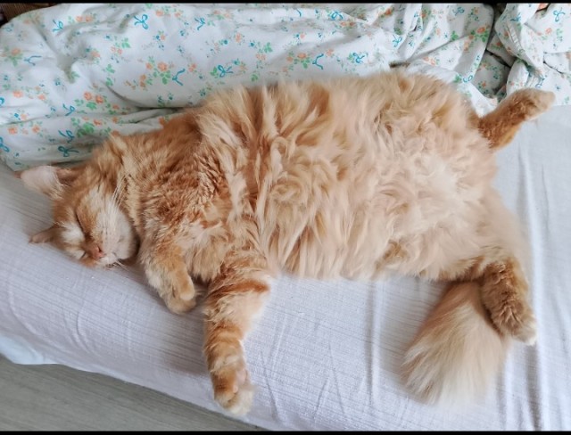 В котовторник привет от Кекса!