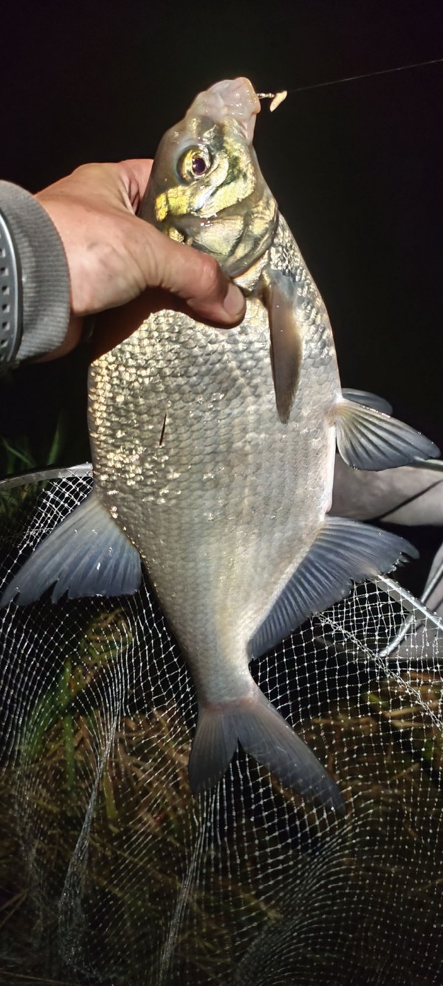 Рыбалка на реке Березина. Беларусь