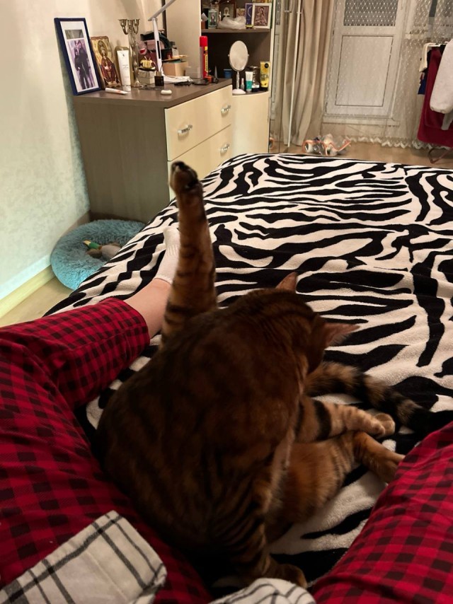 Котов вторник