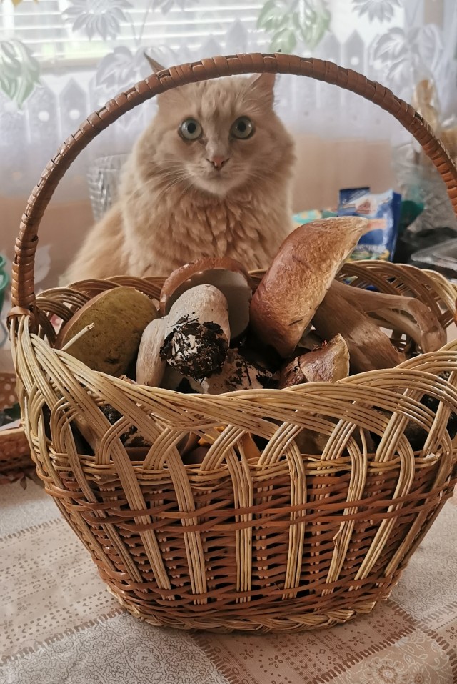 Котофторник жеж