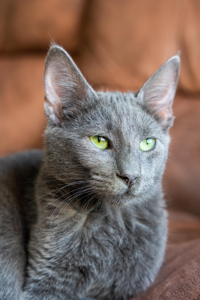 Рандомных фото котов тред
