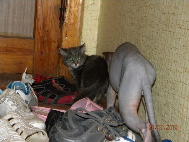 К котовторнику делюсь
