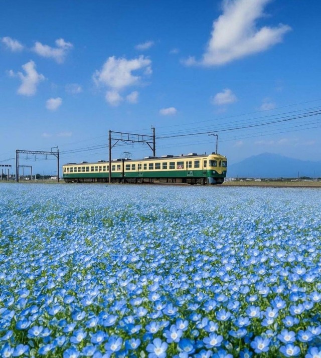 В Японии начался сезон цветения голубой немофилы