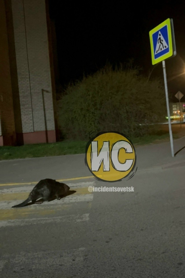 Русский бобр