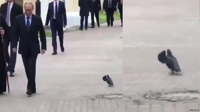 Голуби - шпионы.