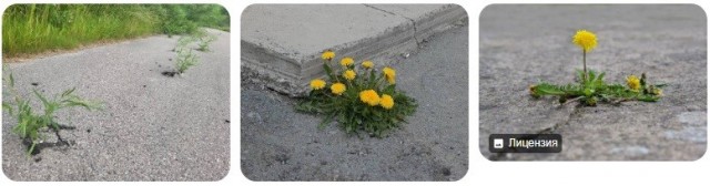 Как вы боретесь с травой на клумбах?