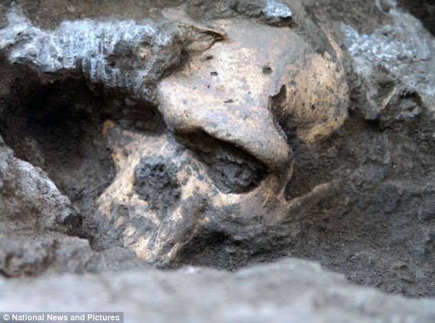 Найден древний череп