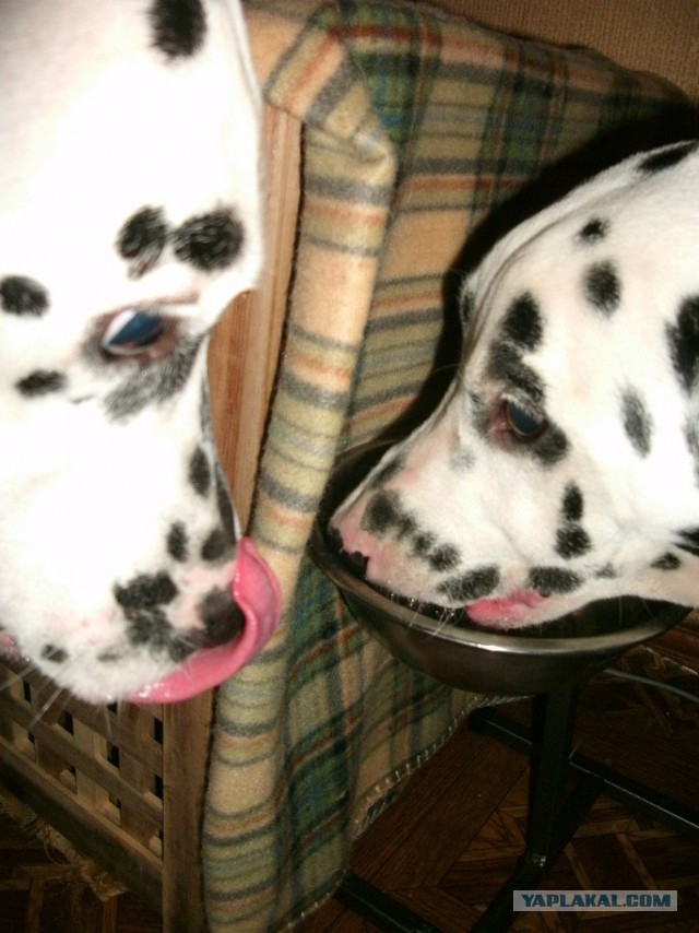 Все хвастуются и я ТОЖЕ.