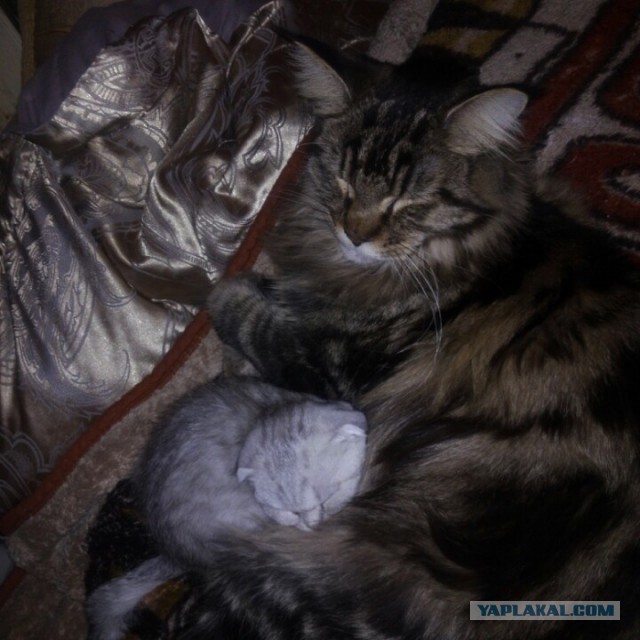 Котовторник 25.02.2014