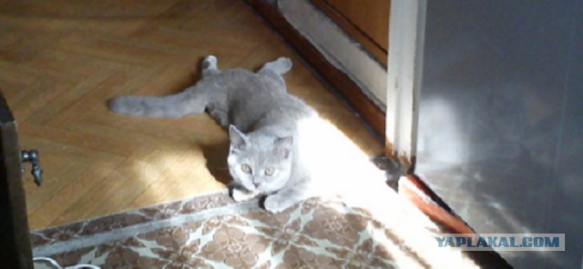 Котовторник  08.04.2014
