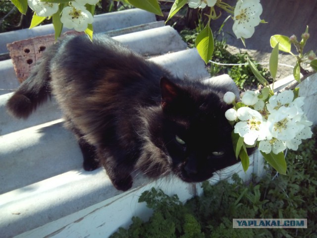 Котовторник   15.04.2014