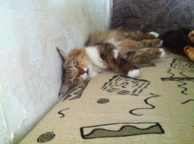 Котовторник 20.05.2014