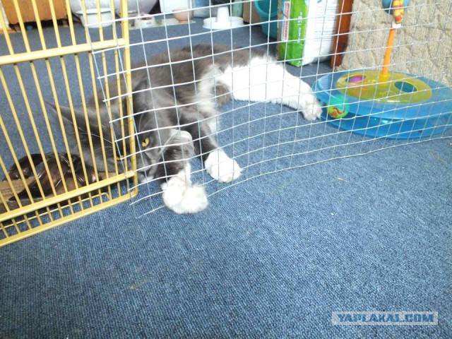 Котовторник  08.07.2014