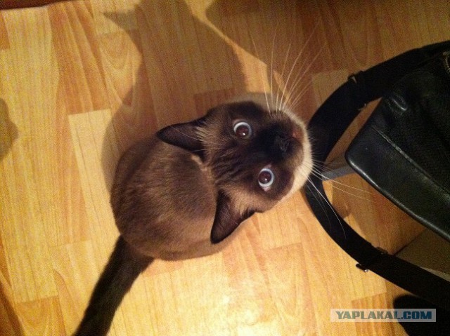 Котовторник 22.07.14