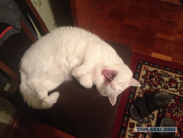 А у тебя есть фото твоей зевающей котейки ?