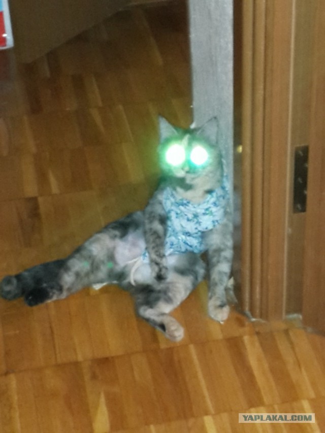Котовторник 09.09.2014