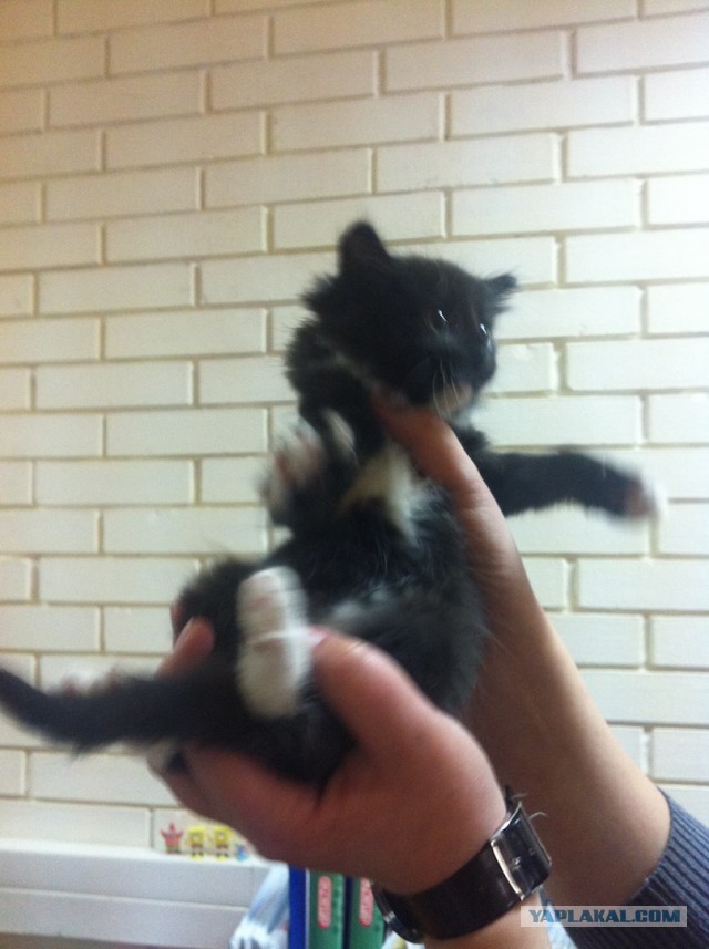 Котовторник 23.09.2014.