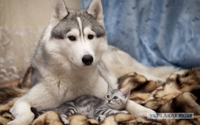 Согревающая дружба котов и собак
