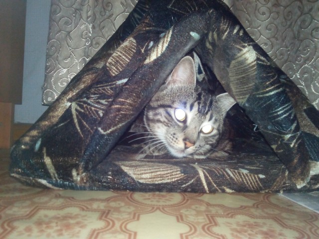 Сторожевой кот