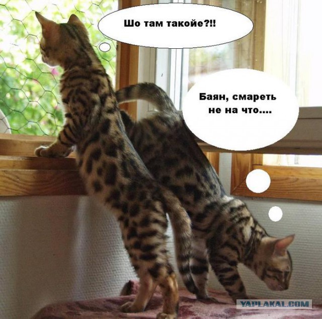 Будни ЯПа.