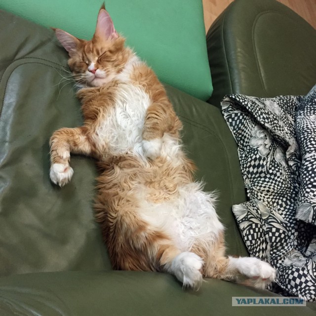 Котовторник