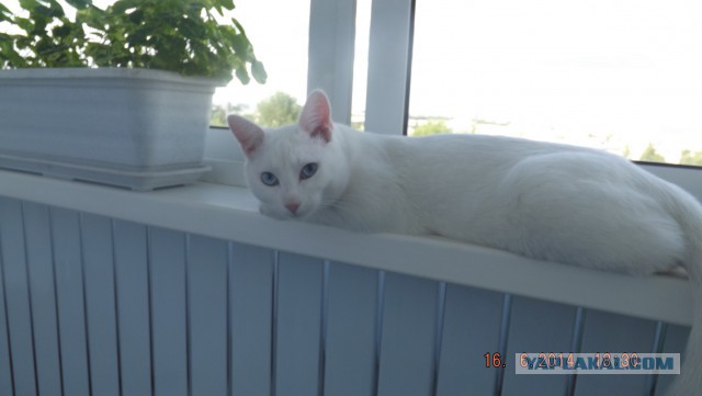 Жена любит кошку больше чем меня.