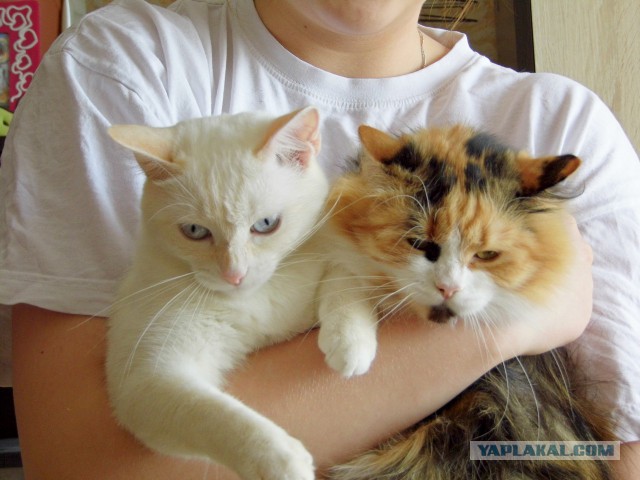 Котовторник 31.03.2015