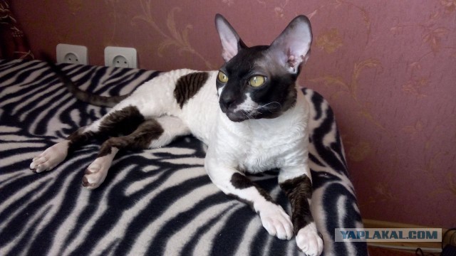 Котовторник 07 04 2015