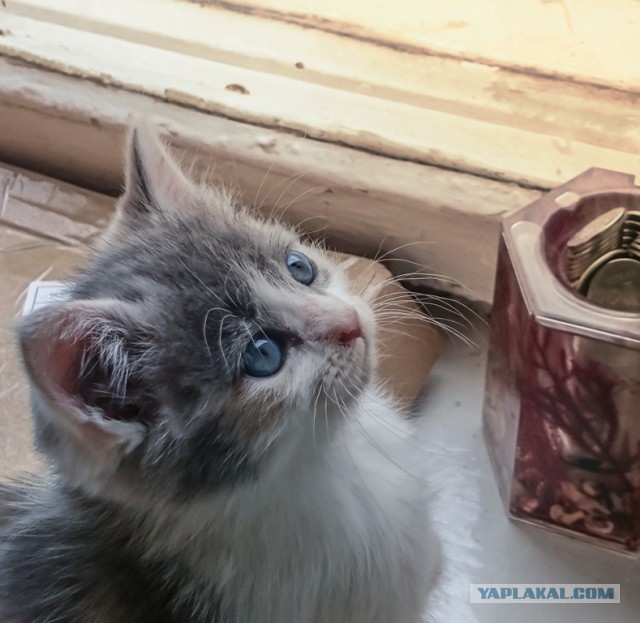 Котовторник