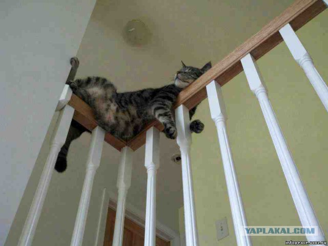 Котовторник 09.06.2015