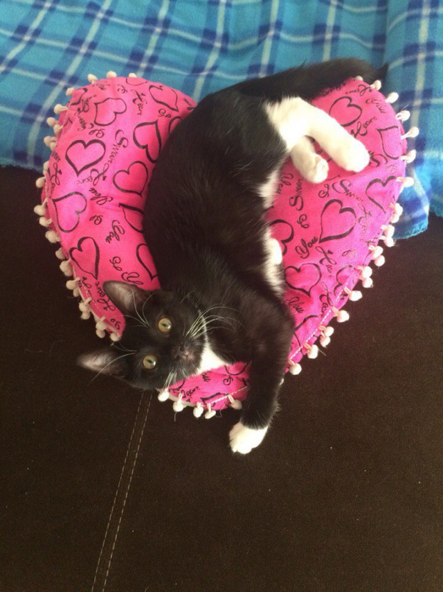 Котовторник наступил!:)