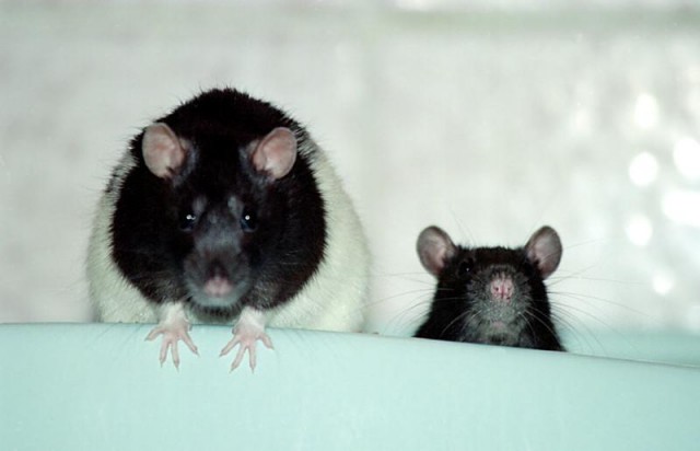 ГРЫЗУНЫ. Мыши, крысы, хомячки и т.д.