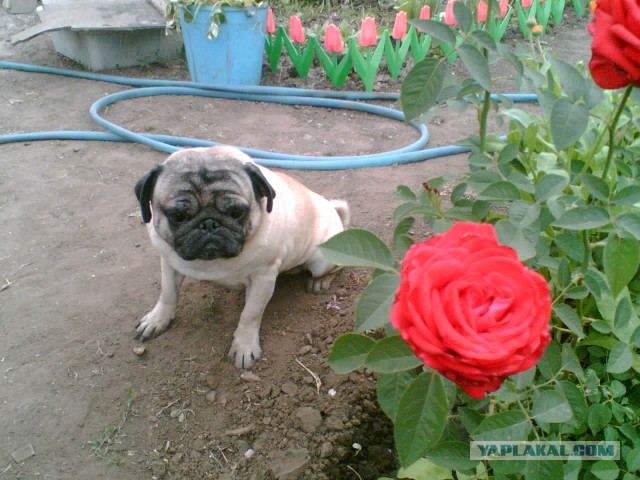 Ивановский питомец