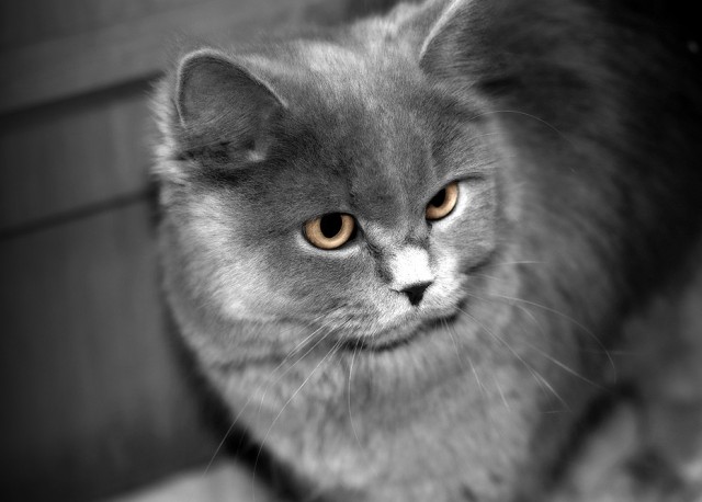 Коты, кошки, котята