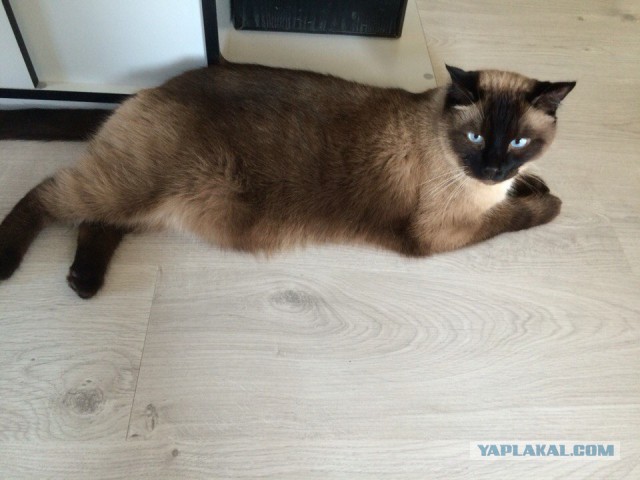 Ваши фотки котов на телефон