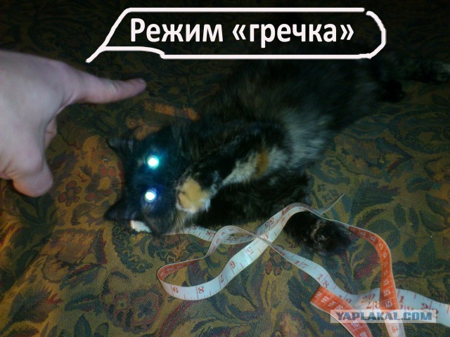 ЯП-конкурс: Замерь кота
