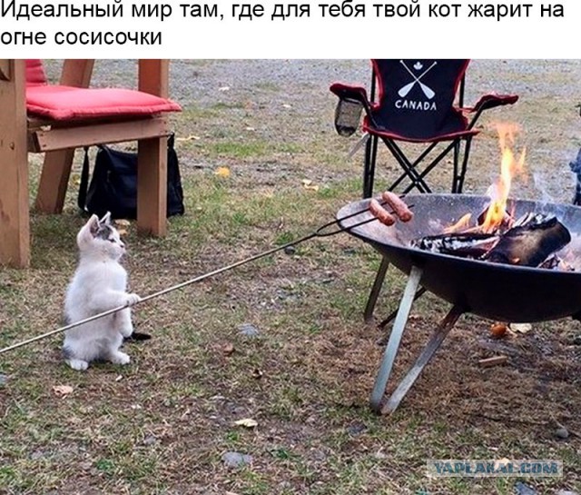 Картинки и гифки, всё стандартно