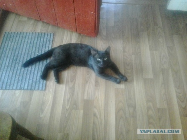 Котовторник 13.12.2016