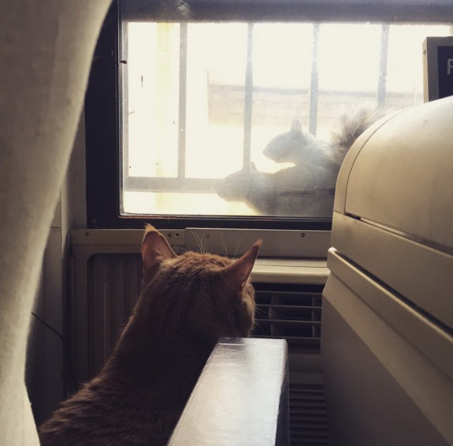 Коты из сети