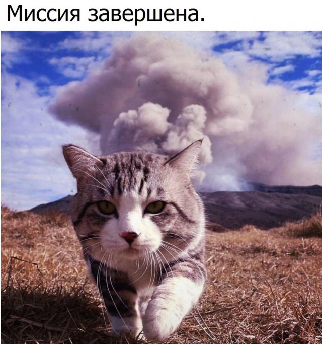 Прикольные картинки 19.06.2017.