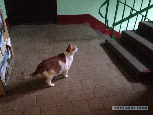 Котовторник  15.08.2017