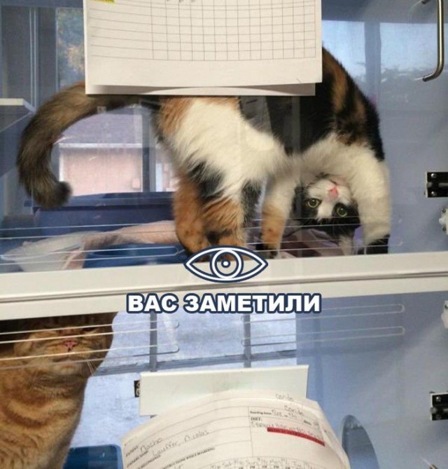 Коты и Кошки